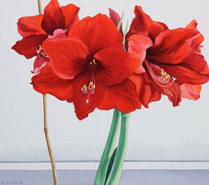 Amarylis czerwony (akwarela na papierze)