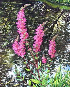 Wild Loosestrife (akwarela na papierze) autorstwa Christopher Ryland