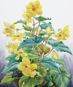 Żółta Begonia 2 autorstwa Christopher Ryland