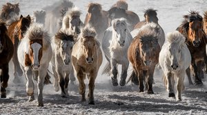Szalony galop dzikich koni autorstwa Chuanxu Ren