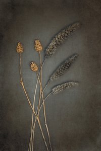  autorstwa Cicek Kiral