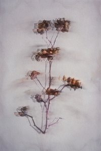  autorstwa Cicek Kiral