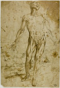 Écorché przed Pejzażem (recto); Szkice stojącego aktu męskiego, siedzącego dziecka, pochylonej kobiety (verso) autorstwa Circle of Titian