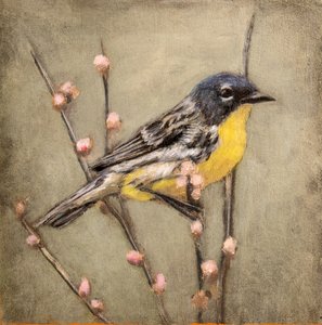  autorstwa Claire Lerner