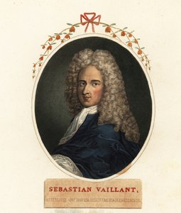Portret Sebastiana Vaillanta, francuskiego botanika