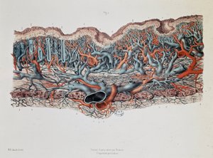 Anatomia makroskopowa błon śluzowych jelita, Claude Bernard, Bibl. wydziału medycyny autorstwa Claude Bernard
