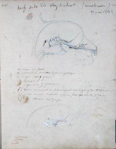 Układ nerwowy w głowie kota, maj 1842 (ołówek na papierze) autorstwa Claude Bernard