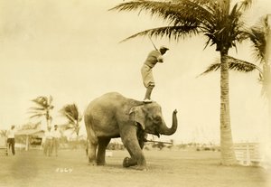 Golfiarz stojący na Rosie the Elephant, Miami Beach, 2 maja 1927 r.