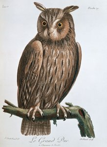 Le Grand Duc", Puchacz, 1799-1808 autorstwa Claude Fessard