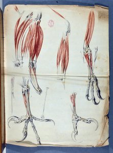 Anatomia pasty orła opublikowana w „Wspomnieniach do wykorzystania w historii naturalnej zwierząt”, w Memoirs of the Royal Academy of Sciences 1666-1699 (1729-1734) Claude Perrault 1613-1688 - Academie de Science - Paryż autorstwa Claude Perrault