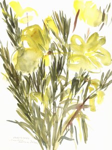 Wiesiołki; 2004 (akwarela) autorstwa Claudia Hutchins Puechavy
