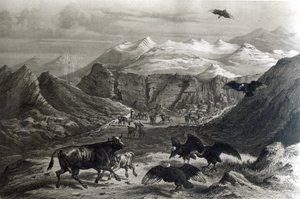 Cielę zaatakowane przez kondory, z „Historia de Chile” rycina F.Lehnert, zdjęcie z 1834 r.) autorstwa Claudio Gay
