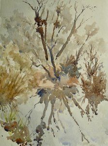 Udziec barani, Eton, 2010 (akwarela)