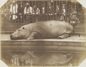 Obaysch, hipopotam, londyńskie zoo autorstwa Comte de Montizón Don Juan