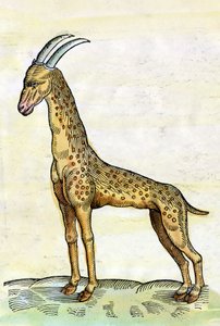 Żyrafa. w Historii zwierząt Conrada Gesnera (1516 - 1565) (miniatura)