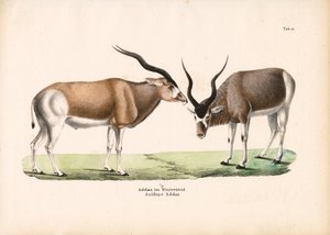 Antylopa Addax w zimowym płaszczu autorstwa Conrad Kull