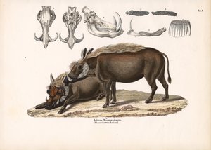 Warthog Aeliana z anatomią czaszki