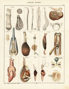 Anatomia małży dwuskorupowych. 1841 (litografia) autorstwa Conrad Kull