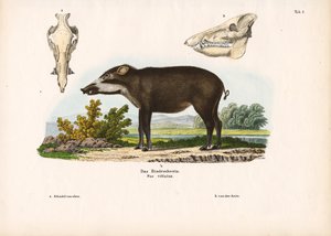 Świnia z opaską i szczegółami anatomicznymi autorstwa Conrad Kull