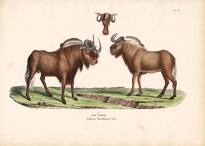 Czarny gnu z detalem głowy autorstwa Conrad Kull