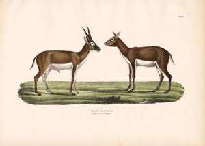 Antylopy Blackbuck autorstwa Conrad Kull
