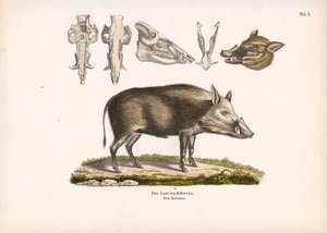 Bushpig z widokiem na czaszkę