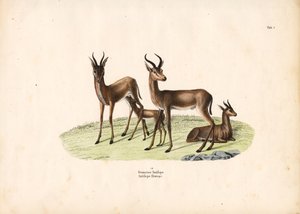 Gazela pospolita w grupie rodzinnej autorstwa Conrad Kull