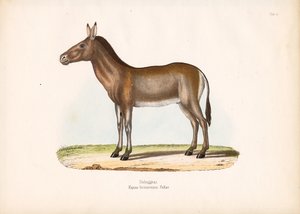 Dziggetai lub mongolski dziki osioł autorstwa Conrad Kull