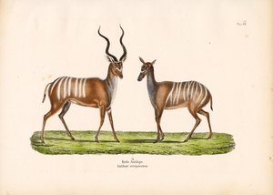 Kudu większe w formie męskiej i żeńskiej