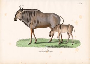 Hartebeest z cielakiem autorstwa Conrad Kull