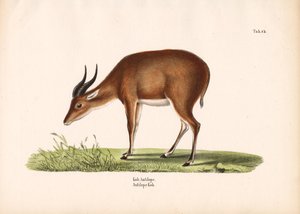 Kob Antelope autorstwa Conrad Kull