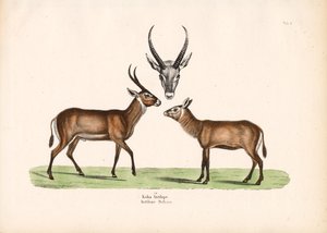 Antylopa Koba autorstwa Conrad Kull