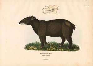 Tapir górski autorstwa Conrad Kull