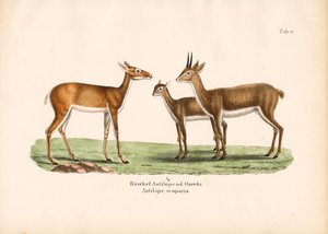 Antylopy Oribi w rodzinie autorstwa Conrad Kull