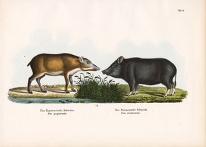Świnia papuaska i świnia syjamska