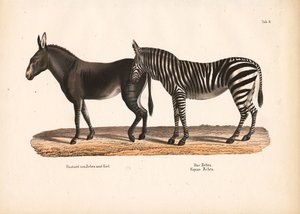 Zebra nizinna i hybryda zebry z małpą