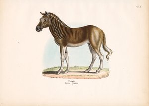 Quagga