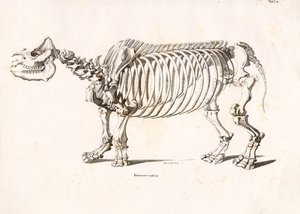 Szkielet nosorożca indyjskiego