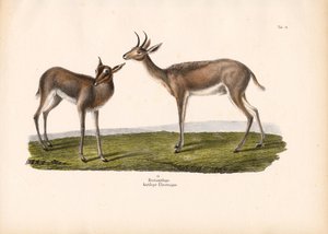 Trzciniak południowy autorstwa Conrad Kull