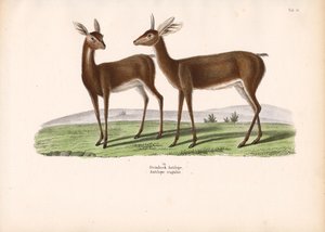 Koziorożec autorstwa Conrad Kull