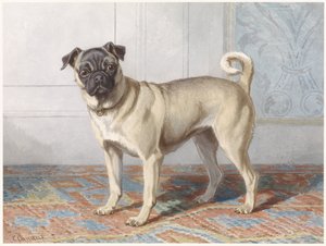 Portret mopsa Edwina vom Ratha Portret mopsa Vom Rath autorstwa Conradijn Cunaeus
