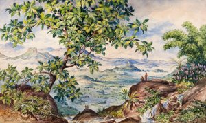 Badanie drzewa owocowego Bread, Allegalla Peak