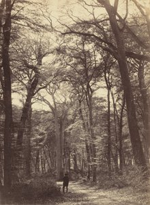 Scena leśna, ok. 1865.