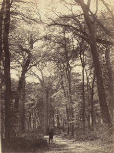 Scena leśna, ok. 1865 (zdjęcie)