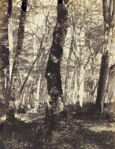 Studium w lesie Barbizon, 186069.