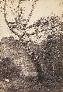 Studium brzozy, Barbizon