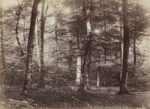 Bez tytułu (Las Fontainebleau)