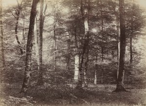 Bez tytułu Las Fontainbleau, c. 1874.