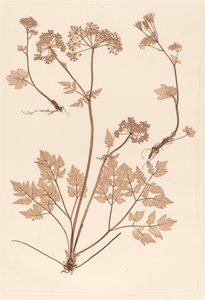 Chaerophyllum hirsistum autorstwa Constetin von Ettinghausen and Alois Pokorny