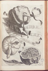 Rogata pomarańcza, płyta 409 z „Hesperides or de Malorum Aureorum Cultura et Usu Libri quatuor” Giovanniego Battisty Ferrari, 1646